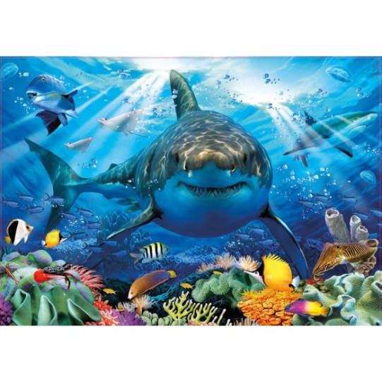 500 Great White Shark
