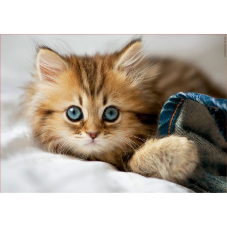 200 chaton 2