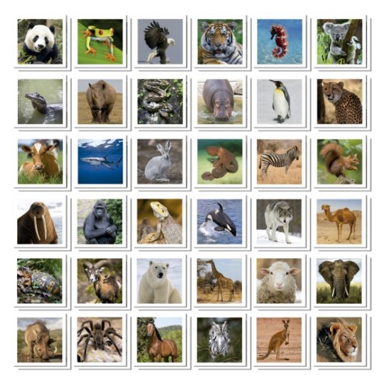    Identic Animals