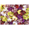 1000 Collage d'Orquídies