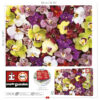1000 Collage d'Orquídies