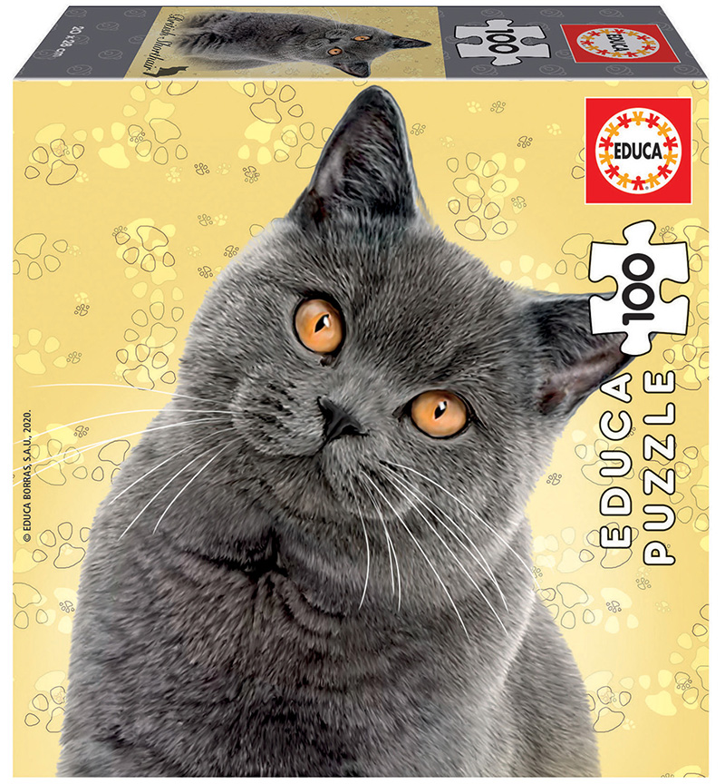 100 British Shorthair